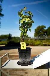 Liquidambar styraciflua, Storace americano, Pezzo Unico n. 9 - 30 cm PREBONSAI, BONSAI