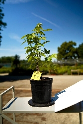Liquidambar styraciflua, Storace americano, Pezzo Unico n. 21 - h 30 cm PREBONSAI, BONSAI