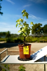 Liquidambar styraciflua, Storace americano, Pezzo Unico n. 27 - h 30 cm PREBONSAI, BONSAI