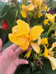 Canna indica, Canna indiana Canna brasiliensis 'Tropical Yellow' - vaso Ø24 cm