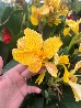 Canna indica, Canna indiana Canna brasiliensis 'Tropical Yellow' - vaso Ø24 cm