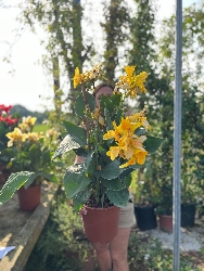 Canna indica, Canna indiana Canna brasiliensis 'Tropical Yellow' - vaso Ø24 cm-0