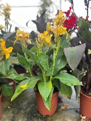 Canna indica, Canna indiana Canna brasiliensis 'Tropical Yellow' - vaso Ø24 cm-1