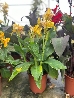 Canna indica, Canna indiana Canna brasiliensis 'Tropical Yellow' - vaso Ø24 cm-1