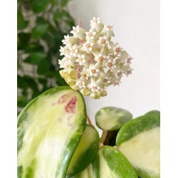 Hoya acuta variegata - vaso Ø14  cm Fiore di cera