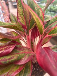 Aglaonema 'Prosperity' -  vaso Ø12 cm