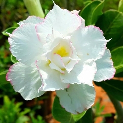 Adenium obesum 'Ibrido 74' Adenium Rosa del Deserto - vaso Ø15 cm