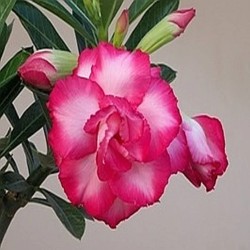 Adenium obesum 'Exhibition Double Pink' Adenium Rosa del Deserto - vaso Ø15 cm