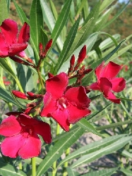 Nerium Oleander Jannoch, Oleandro (fiore rosso semplice) - vaso Ø18cm