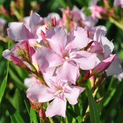 Nerium Oleander 'Sealy Pink', Oleandro - vaso Ø18 cm