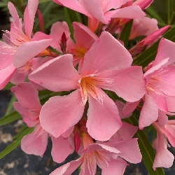 Nerium Oleander 'Tito Poggi', Oleandro - vaso Ø24 cm