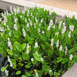 Pontederia cordata Alba - vaso Ø9 cm
