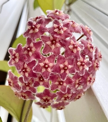 Hoya sp. ‘Dee’s Big One - vaso Ø12 cm