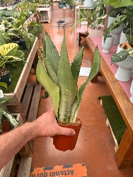 Sansevieria trifasciata 'Moonshine', Sanseveria - vaso Ø12 cm
