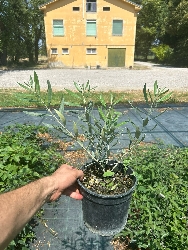 Ulivo Cipressino, Olivo, Olea Europea - vaso Ø17 cm h 40/60 cm