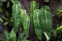 Anthurium veitchii BABY PLANT, Re degli Anturium - vaso Ø6 cm