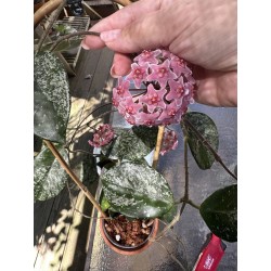Hoya carnosa 'Freckles Splash' - vaso Ø6  cm