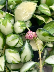 Hoya heuschkeliana variegata - vaso Ø6