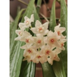 Hoya longifolia - vaso Ø9 cm