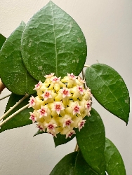 Hoya verticillata ‘Black Margin’ - vaso Ø5,5 cm