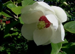 Magnolia sieboldii -  magnolia di Siebold - vaso Ø18 cm