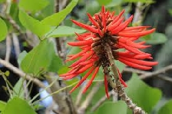 Erythrina coralloides, Albero del corallo, Ceibo, Albero del fuoco,  - vaso 18 cm, h 35 cm