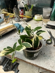 Hoya acuta 'Albomarginata'- Fiore di Cera - vaso Ø12 cm