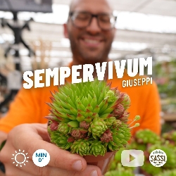 Sempervivum 'Giuseppi' - vaso Ø9 cm