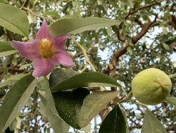 Lagunaria Patersonii - vaso Ø 24cm