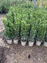 Laurus Nobilis, Alloro - vaso Ø 18cm H 80/90cm