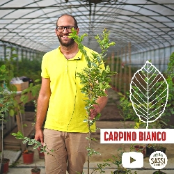 Carpino Bianco, Carpinus Betulus - vaso 16x18 (2,5) cm, h 150