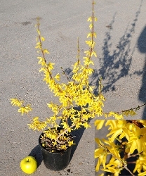 Forsythia x intermedia “ Lynwood ” - vaso 18 cm