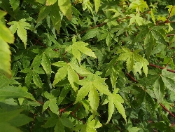 Acer palmatum, Acero Palmato Verde - vaso Ø 23cm H 160