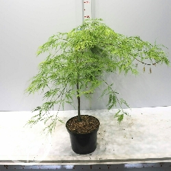 Acer palmatum 'Dissectum Viridis', Acero Giapponese Nano Palmato Verde - vaso Ø 24 H 80/90cm