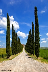 Cupressus sempervirens, Cipresso Toscano vaso Ø 40cm H 240/250cm