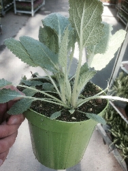 Borragine - Borago officinalis - Boragine - vaso Ø14 cm