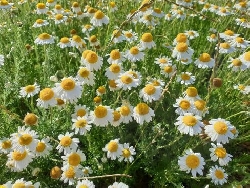 Camomilla romana - Anthemis nobilis - v14