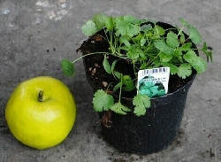 Coriandolo - Coriandrum sativum - vaso Ø14 cm