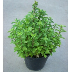 Maggiorana, Origanum majorana - vaso Ø14 cm