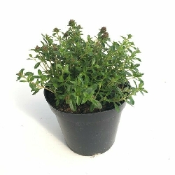 Santoreggia montana, Satureja montana - vaso Ø14 cm