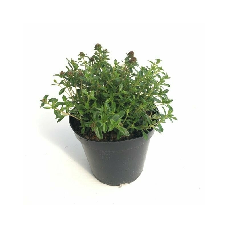 Santoreggia montana, Satureja montana - vaso Ø14 cm Santoreggia montana, Satureja montana - vaso Ø14 cm