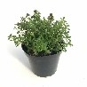 Santoreggia montana, Satureja montana - vaso Ø14 cm