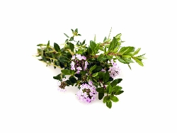 Santoreggia montana, Satureja montana - vaso Ø14 cm-0
