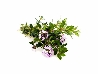 Santoreggia montana, Satureja montana - vaso Ø14 cm-0