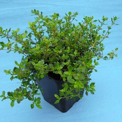 Timo serpentillo, Timo serpillo ,Thymus serpyllum - vaso Ø14 cm