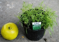 Aneto, Anethum graveolens - vaso Ø14 cm