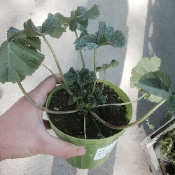 Malva Selvatica - Malva sylvestris - vaso Ø14 cm