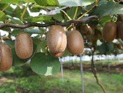 Kiwi femmina - Kiwi Hayward - Actinidia deliciosa 'Hayward' - v20 h 130