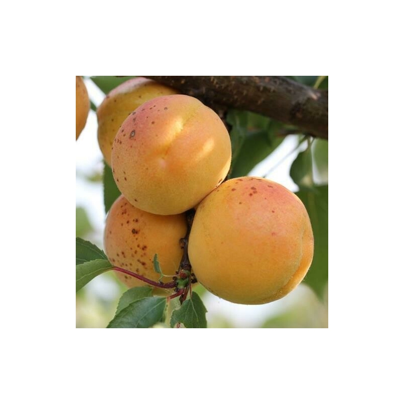 Albicocco San Castrese, Prunus armeniaca 'San Castrese' - vaso Ø25 cm