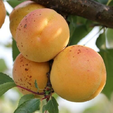 Albicocco San Castrese, Prunus armeniaca 'San Castrese' - vaso Ø25 cm
